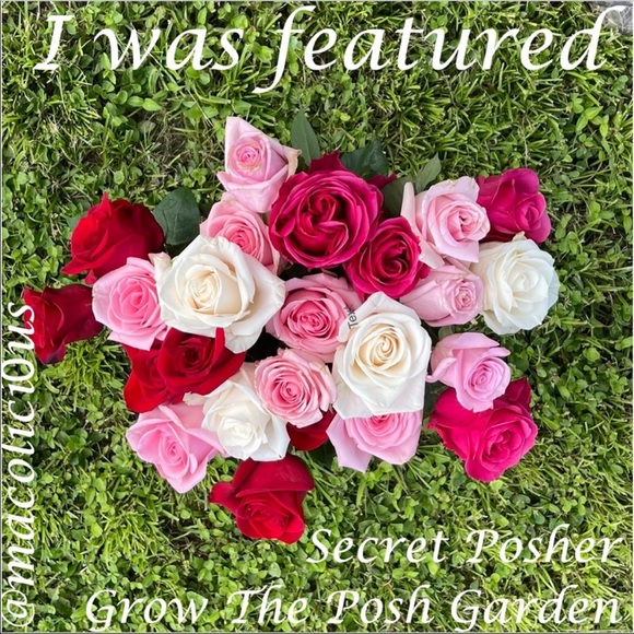 I’m Orchid 5/5-6 🥰 - Picture 4 of 5